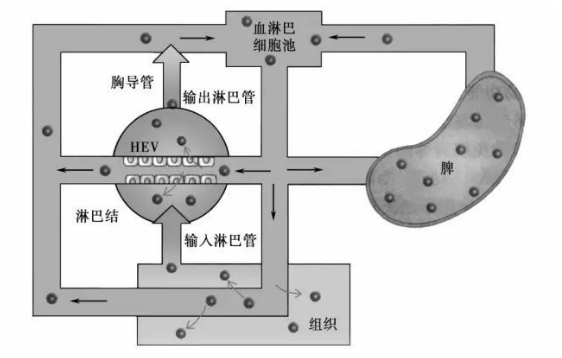 解密干細胞三大機制之一：“歸巢效應”